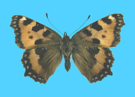 Aglias urticae ab. sordida 10-22-1993 Sutherland, Scotland (Internet Image property of respective owner, non-commercial use only)